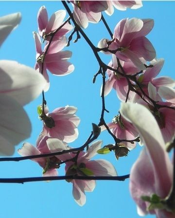 Magnolia tree