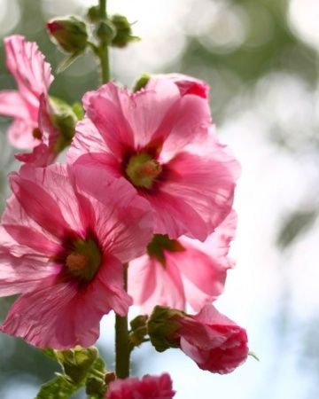 Hollyhocks