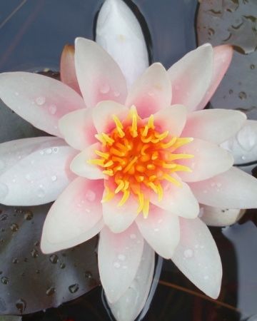 Water lily Water lily
