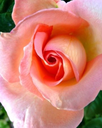 Rose Rose