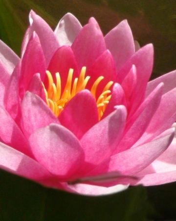 Water lily