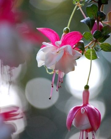 Fuchsia