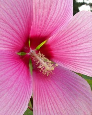 Hibiscus Hibiscus