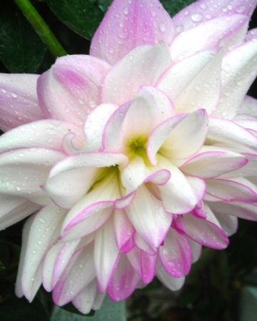 Dahlia Dahlia