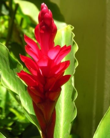 Ornamental ginger Ornamental ginger