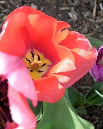 Tulips