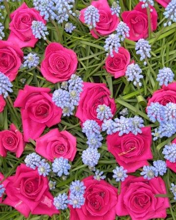 Grape hyacinths and pink roses