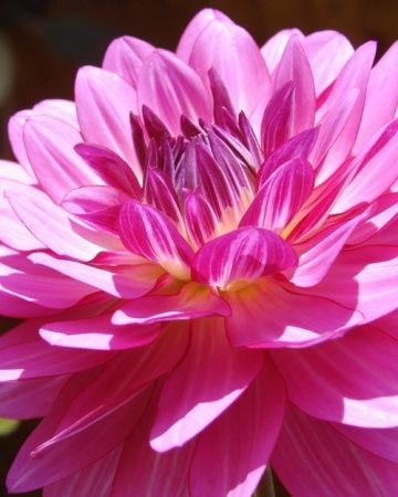 Brushstroke peony Brushstroke peony