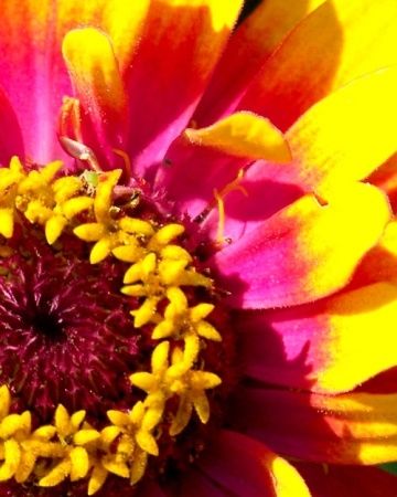 Zinnia
