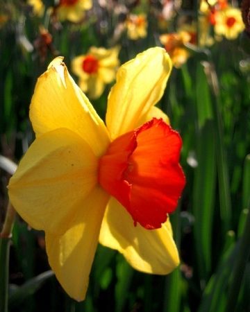 Multicolored daffodil Multicolored daffodil