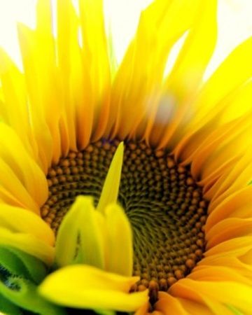 Beautiful sunflower Beautiful sunflower