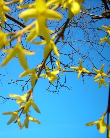 Forsythia Forsythia