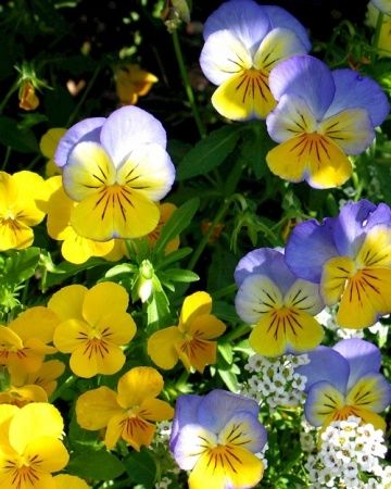 Violas Violas
