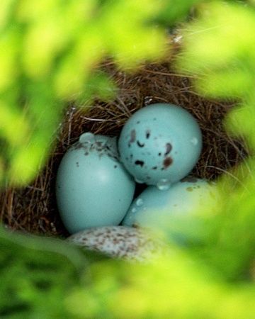 Robin eggs Robin eggs