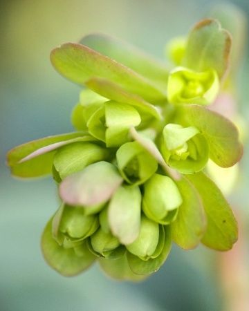 Lime green euphorbia buds