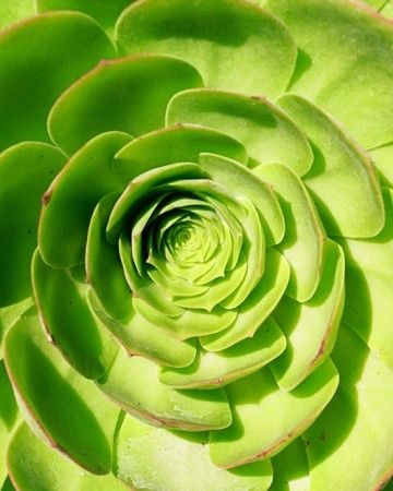 Aeonium Aeonium