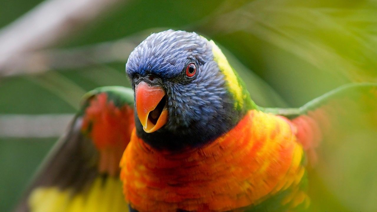 Animals & Birds