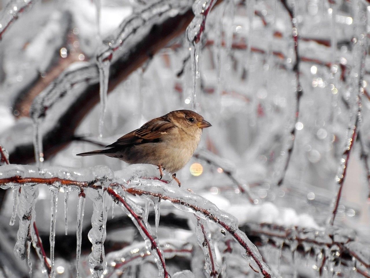 Animals & Birds Animals & Birds