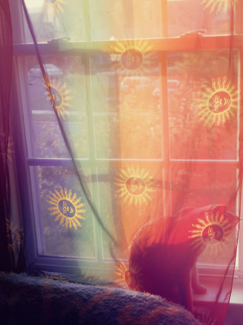 Hippie cat Hippie cat