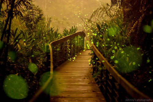 Where fireflies roam Where fireflies roam