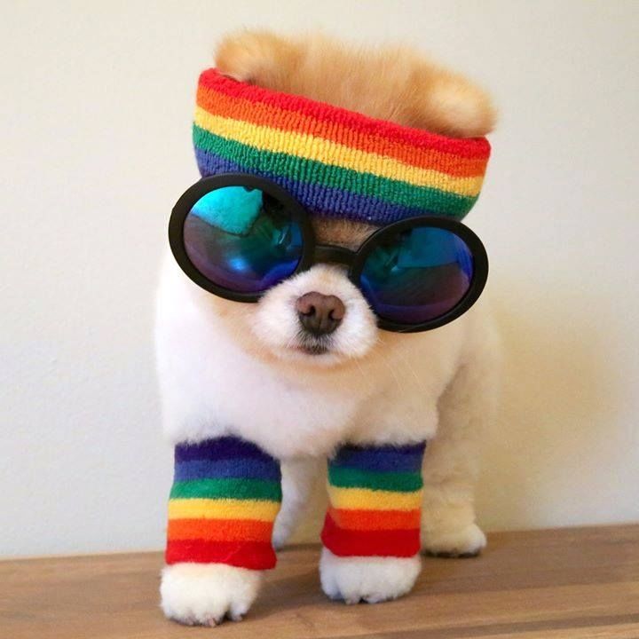 80's dog 80's dog