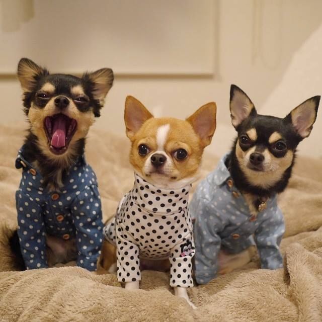 Polka dot cuties