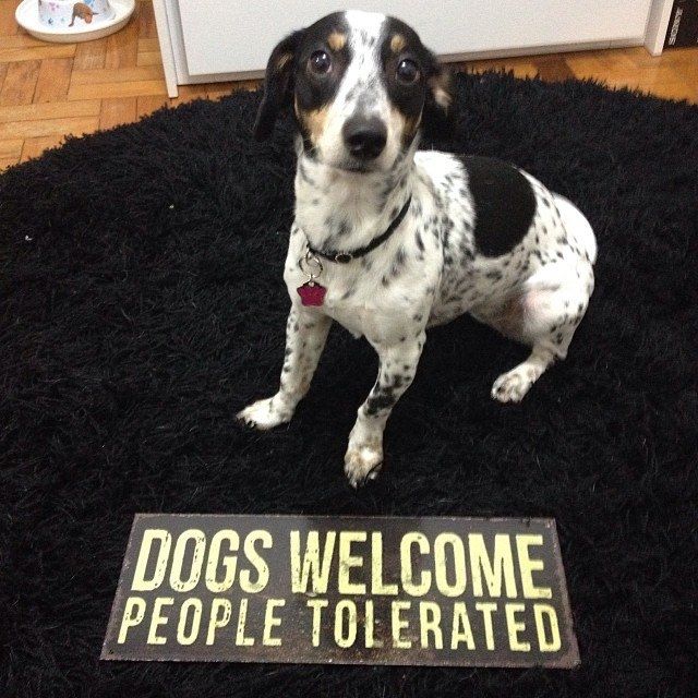Dogs welcome