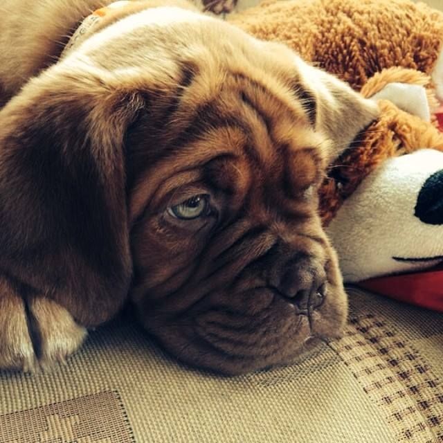 Sweet wrinkled face Sweet wrinkled face