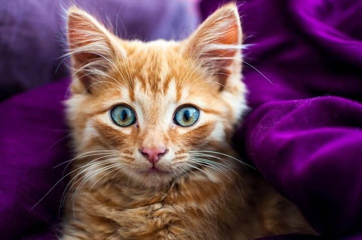 Tabby cat Tabby cat