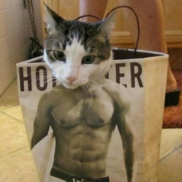 Hollister cat Hollister cat
