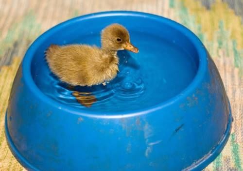 Duck in dog bowl Duck in dog bowl