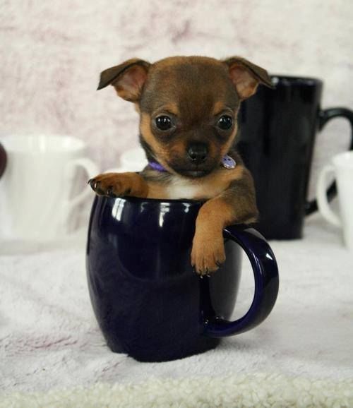 Tiny chihuaha