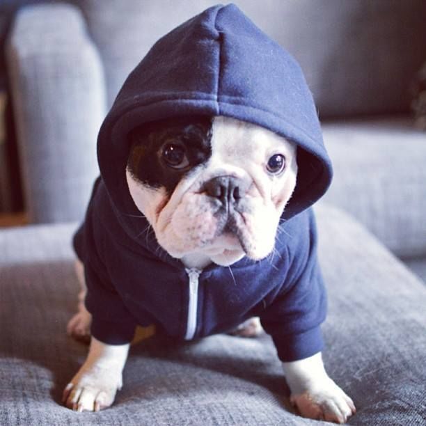 Tough lil guy Tough lil guy