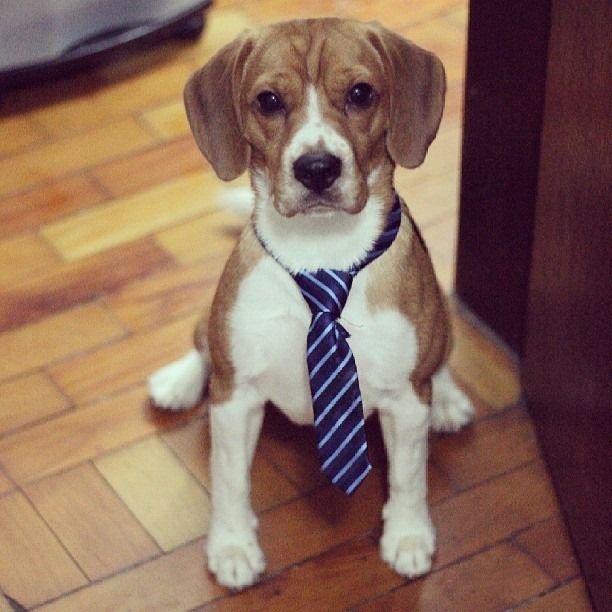Dapper dog