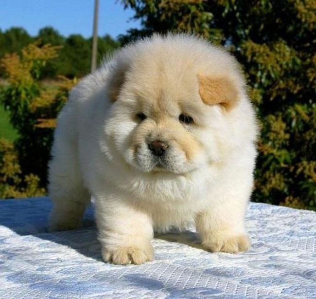 Chow Puppy Chow Puppy