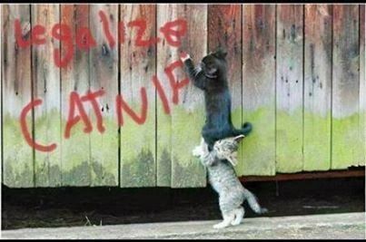 legalize catnip legalize catnip