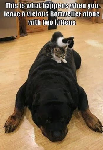 dog and kittens dog and kittens