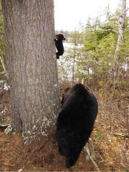 Baby Bear