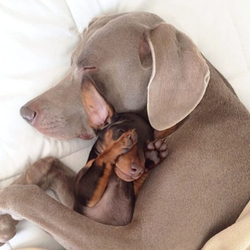 Cuddle buddies Cuddle buddies