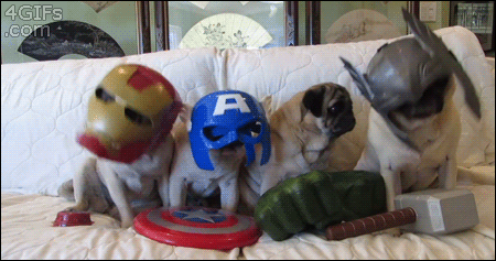 Avenger dogs