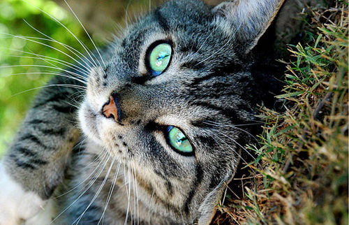 Tabby Tabby