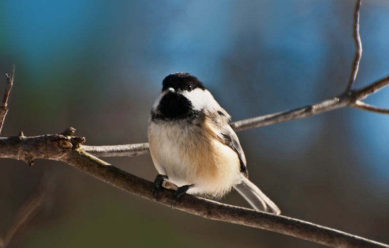 Spring Chickadee Spring Chickadee