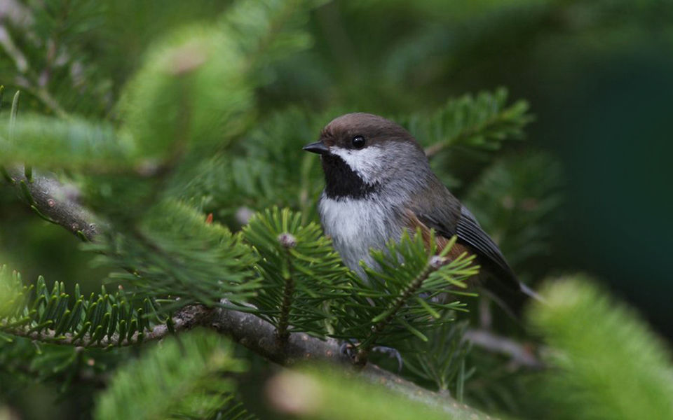 Winter Chickadee