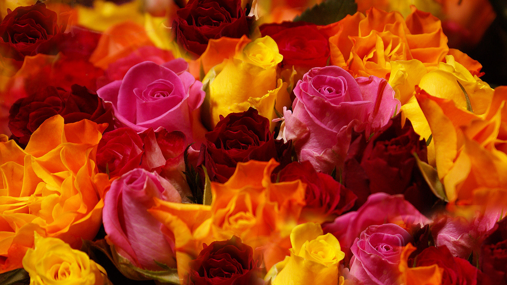 Roses