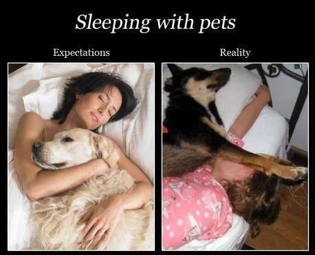 Sleeping with Pets