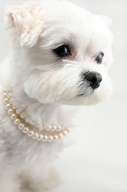 Little Lady with Pearl Collar Little Lady with Pearl Collar