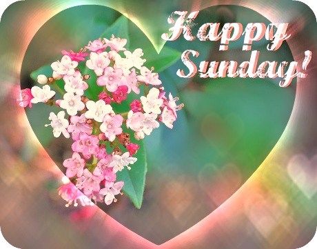 Happy Sunday Happy Sunday