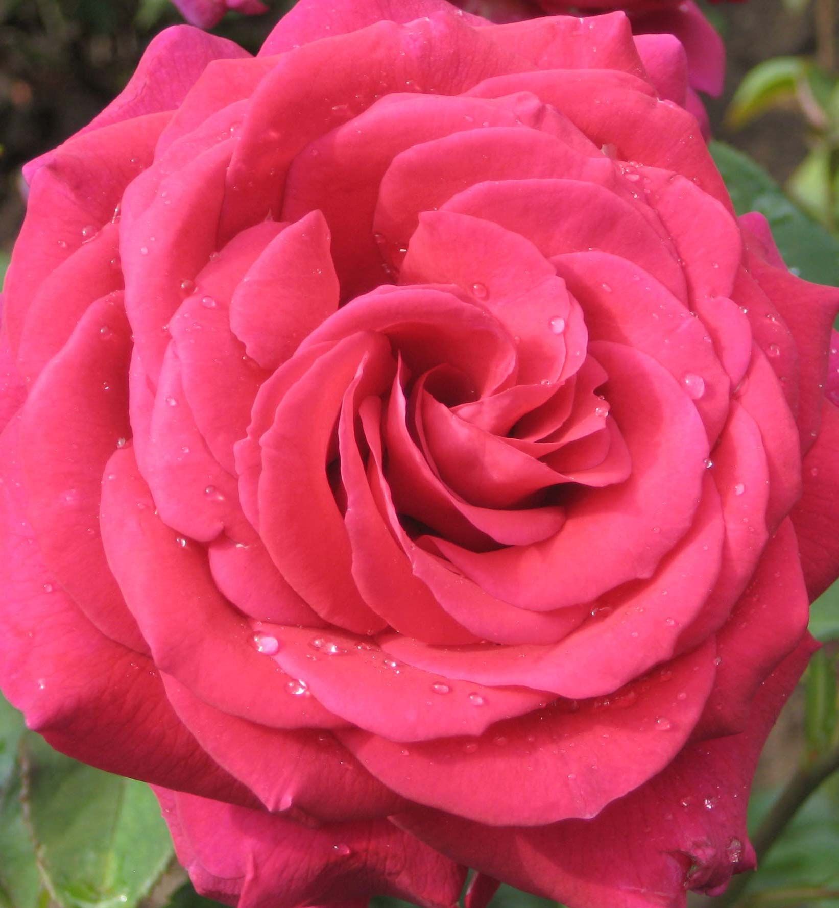 Pink roses Pink roses
