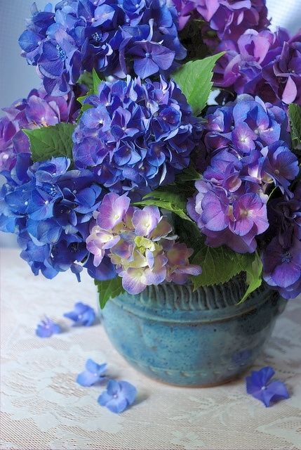 Beautiful Blue Hydrangeas Beautiful Blue Hydrangeas
