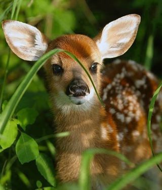 "Bambi!!" Where Have U Been My "Deer!!" "Bambi!!" Where Have U Been My "Deer!!"